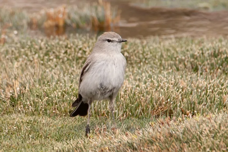高山地霸鹟(Muscisaxicola juninensis)