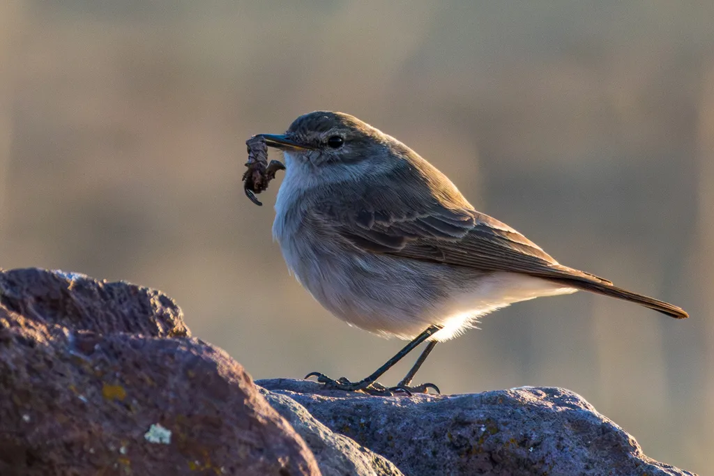 斑嘴地霸鹟(Muscisaxicola maculirostris)