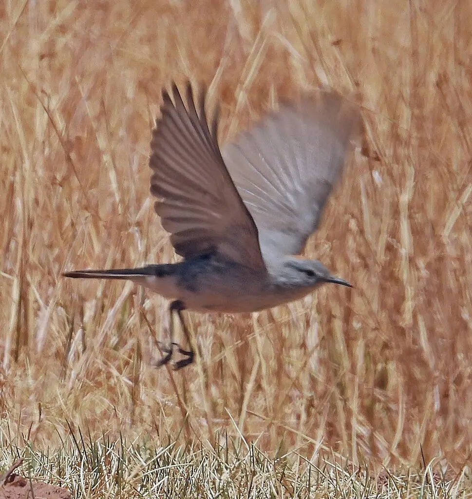 棕颈地霸鹟(Muscisaxicola rufivertex)