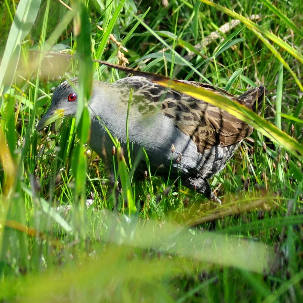 灰喉田鸡(Mustelirallus albicollis)