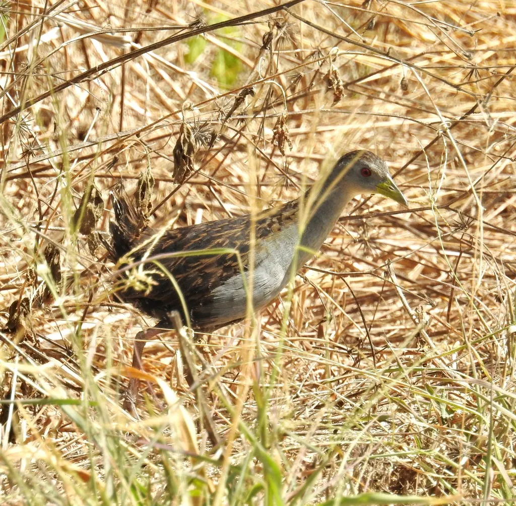 灰喉田鸡(Mustelirallus albicollis)
