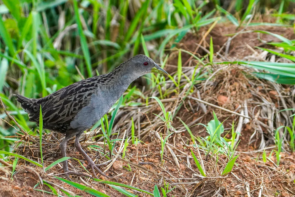 灰喉田鸡(Mustelirallus albicollis)