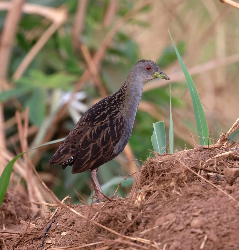 灰喉田鸡(Mustelirallus albicollis)