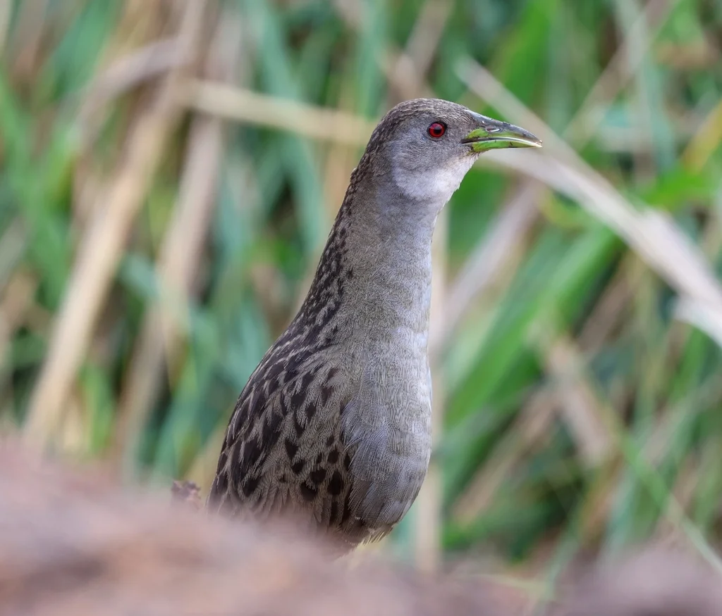 灰喉田鸡(Mustelirallus albicollis)