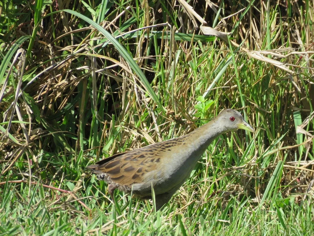 灰喉田鸡(Mustelirallus albicollis)