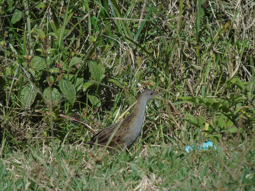灰喉田鸡(Mustelirallus albicollis)