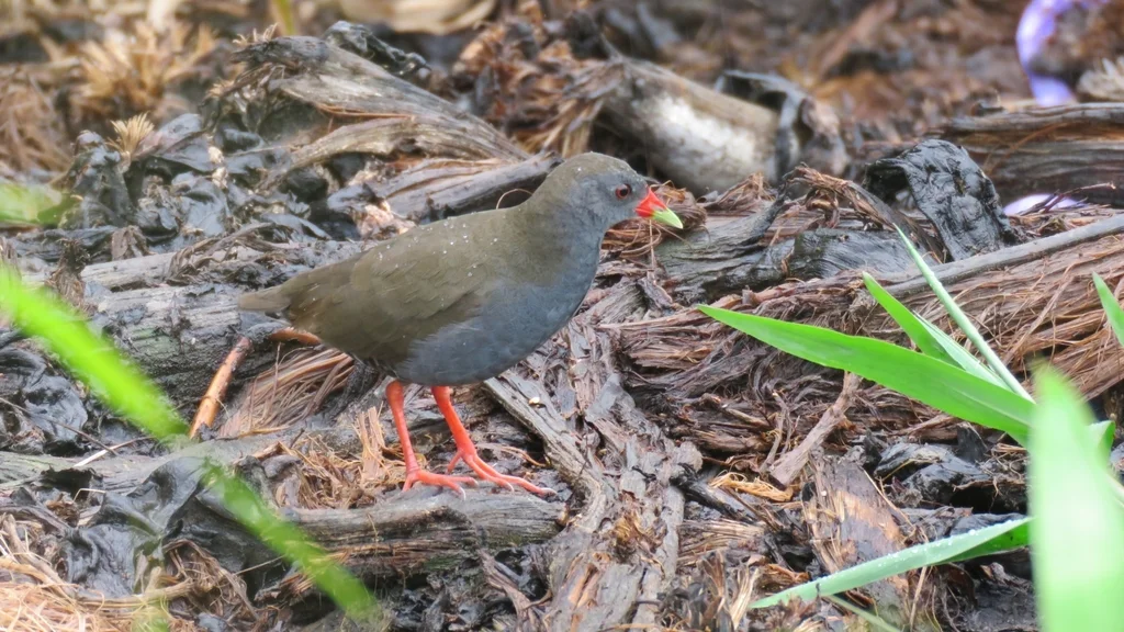 彩喙秧鸡(Mustelirallus erythrops)