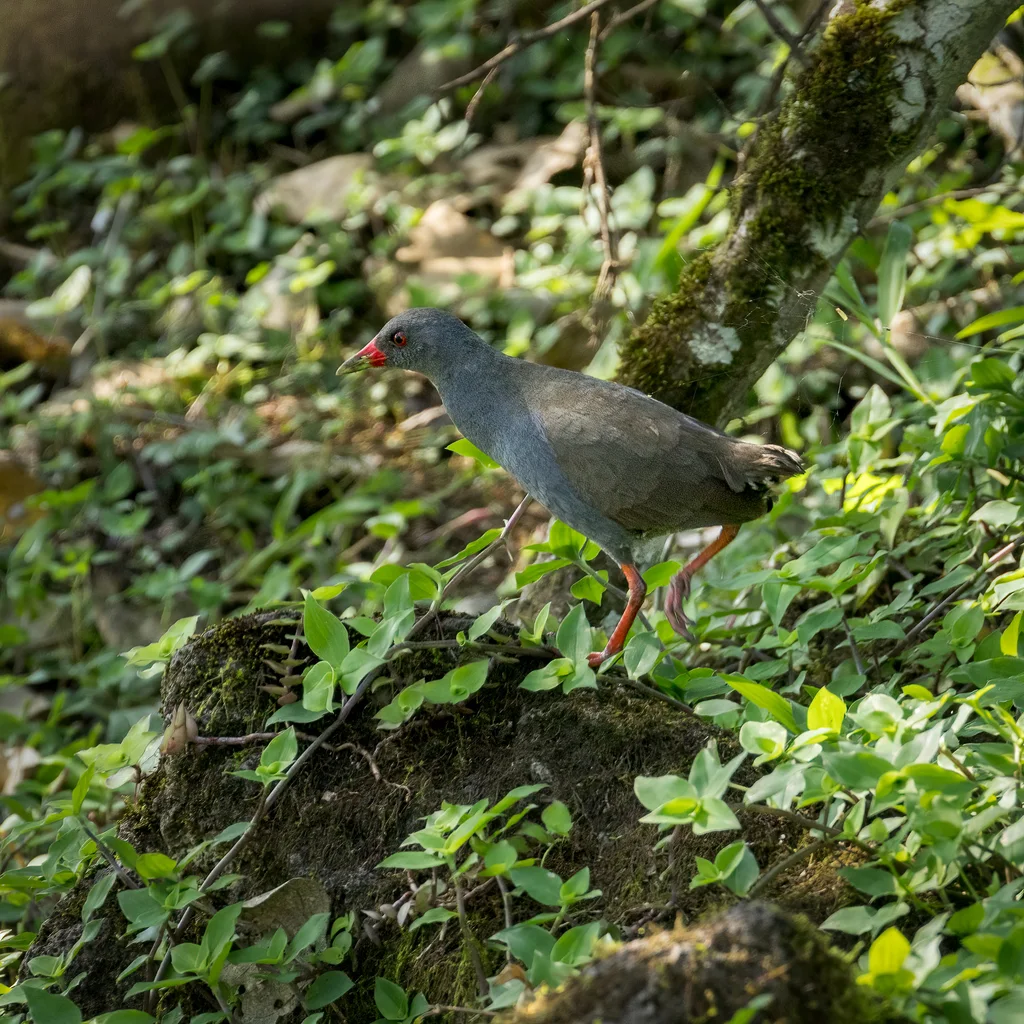 彩喙秧鸡(Mustelirallus erythrops)