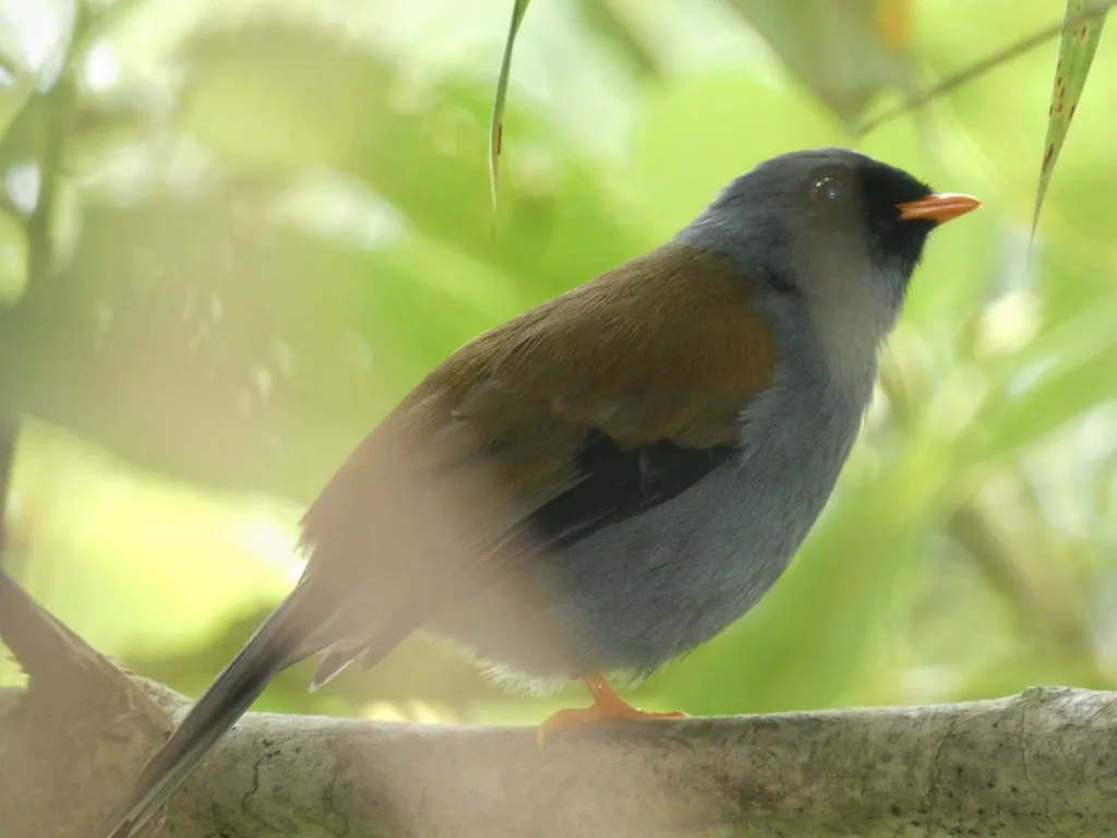 多色孤鸫（Myadestes coloratus）