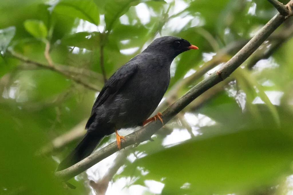 黑脸孤鸫(Myadestes melanops)
