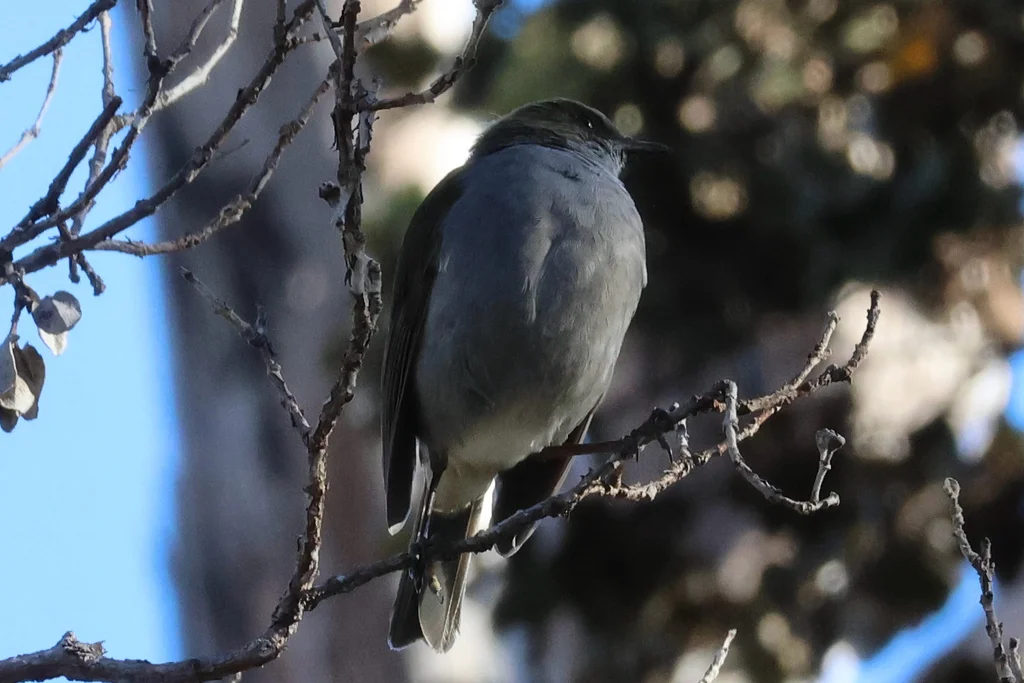 夏威夷鸫（Myadestes obscurus）