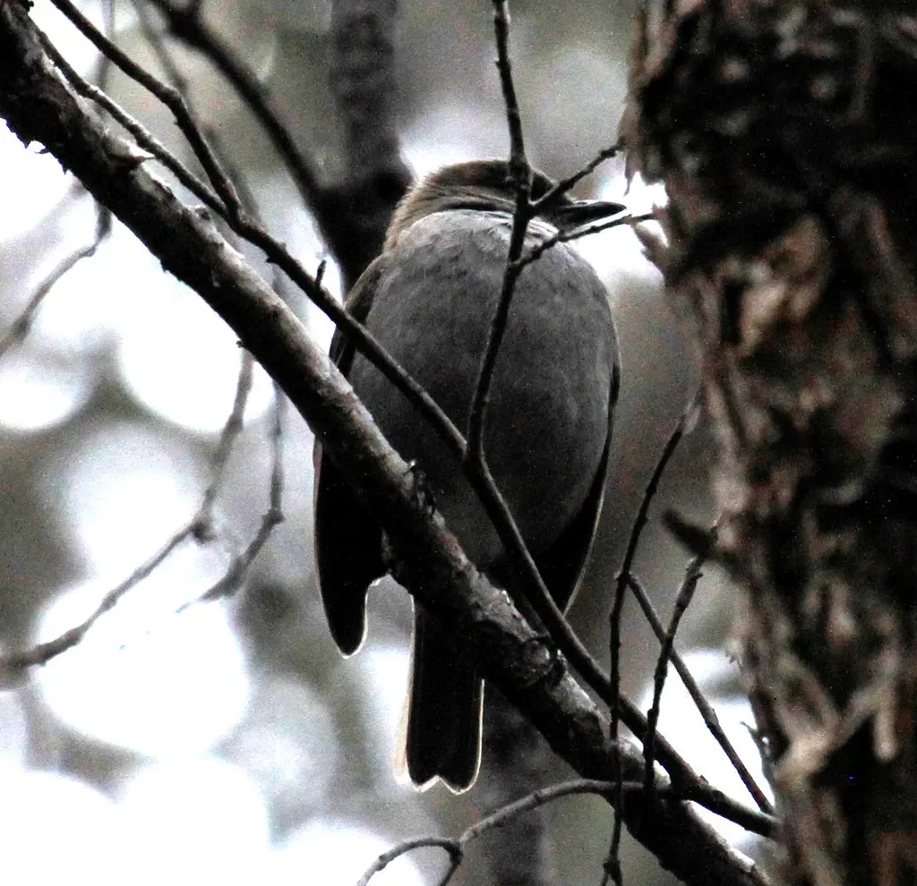 夏威夷鸫（Myadestes obscurus）