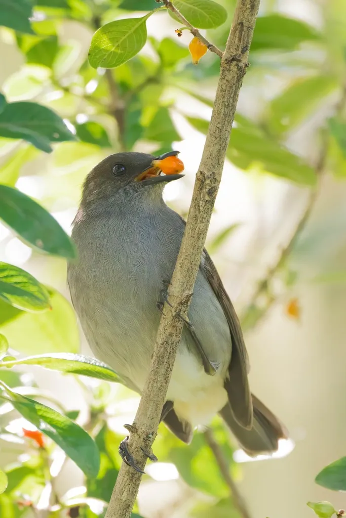 夏威夷鸫（Myadestes obscurus）