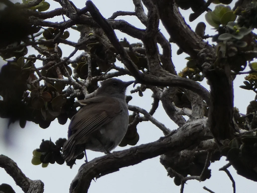 夏威夷鸫（Myadestes obscurus）