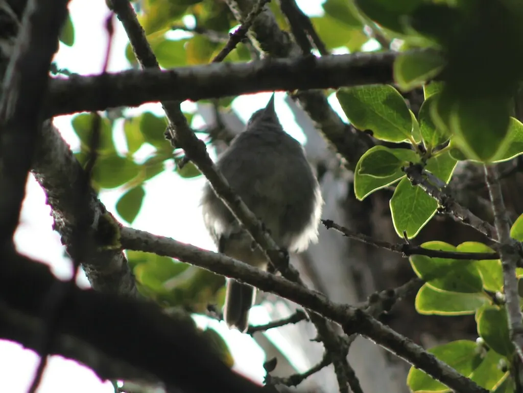 夏威夷鸫（Myadestes obscurus）