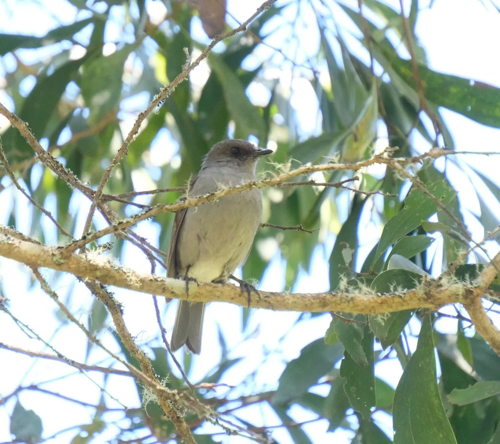 夏威夷鸫（Myadestes obscurus）