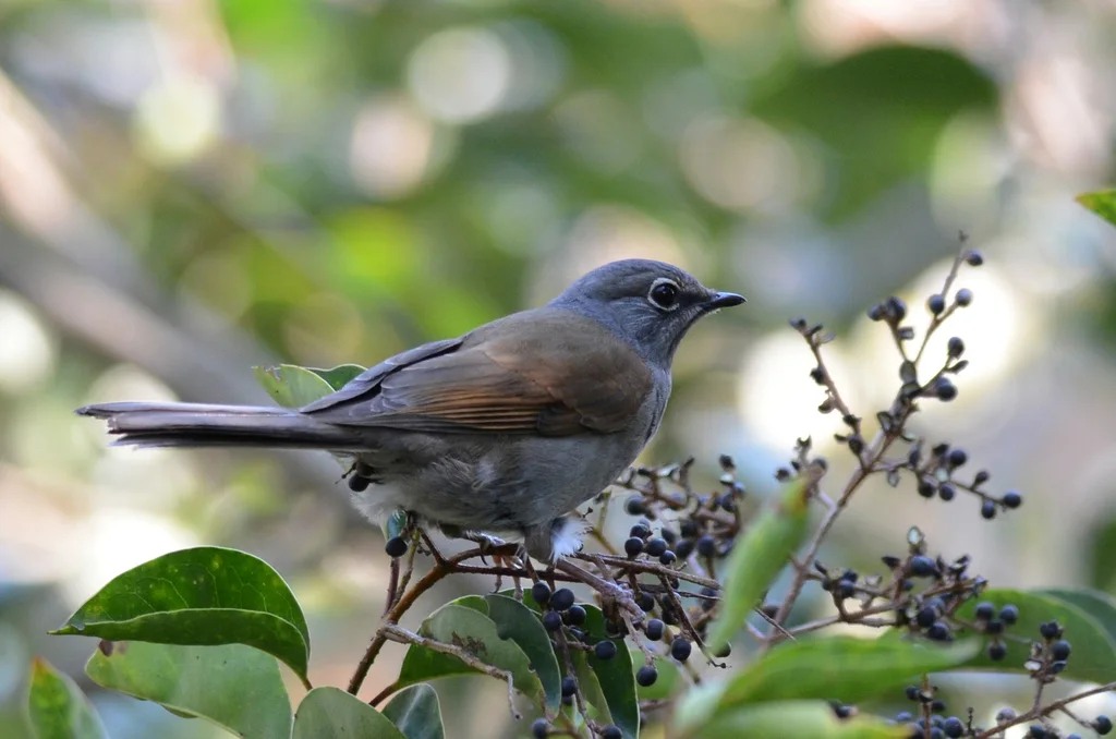 褐背孤鸫(Myadestes occidentalis)