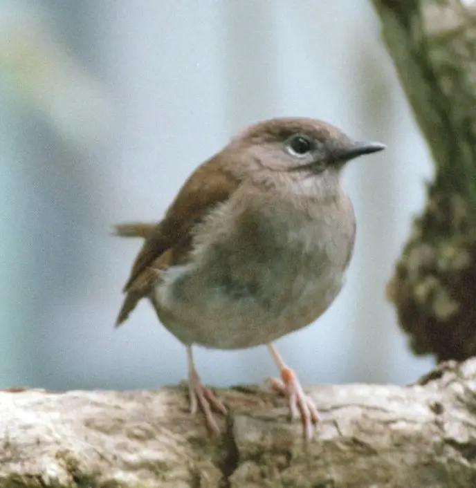 小考岛鸫(Myadestes palmeri)