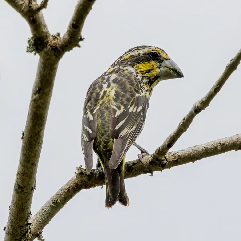 白点翅拟蜡嘴雀(Mycerobas melanozanthos)