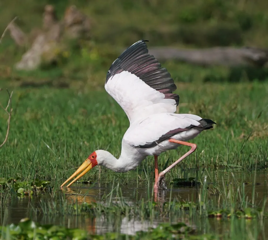 黄嘴鹮鹳(Mycteria ibis)