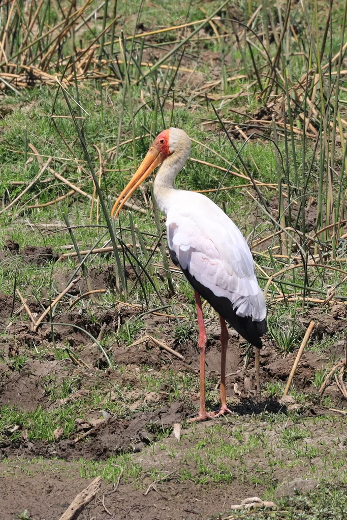 黄嘴鹮鹳(Mycteria ibis)