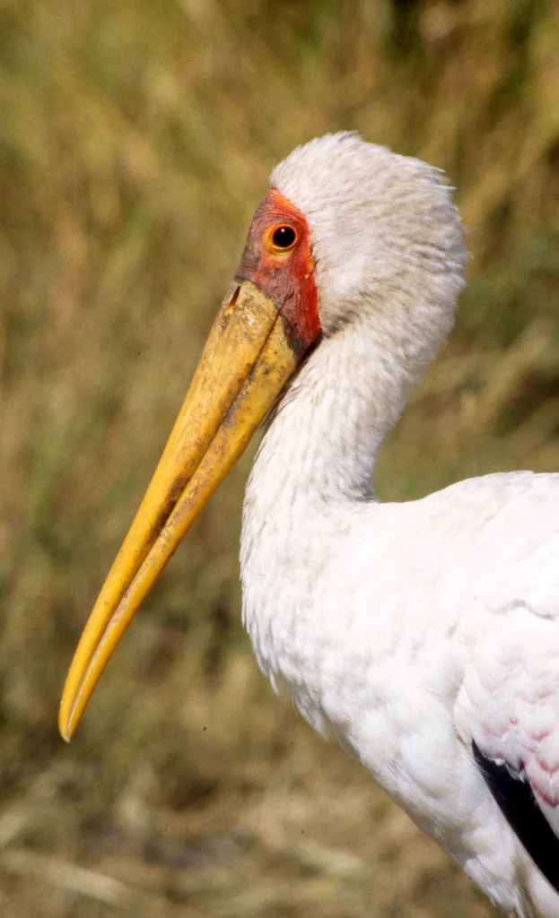 黄嘴鹮鹳(Mycteria ibis)