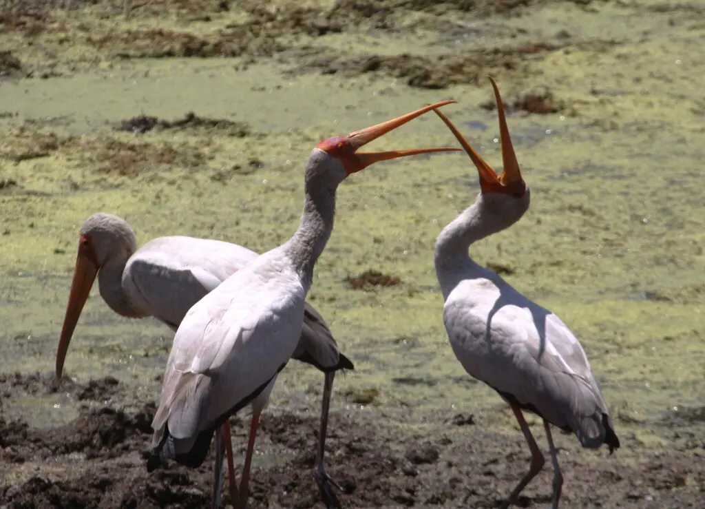 黄嘴鹮鹳(Mycteria ibis)