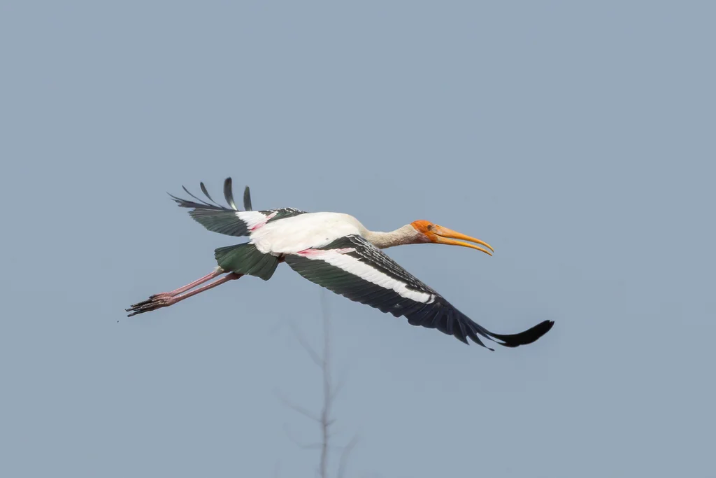 彩鹳(Mycteria leucocephala)