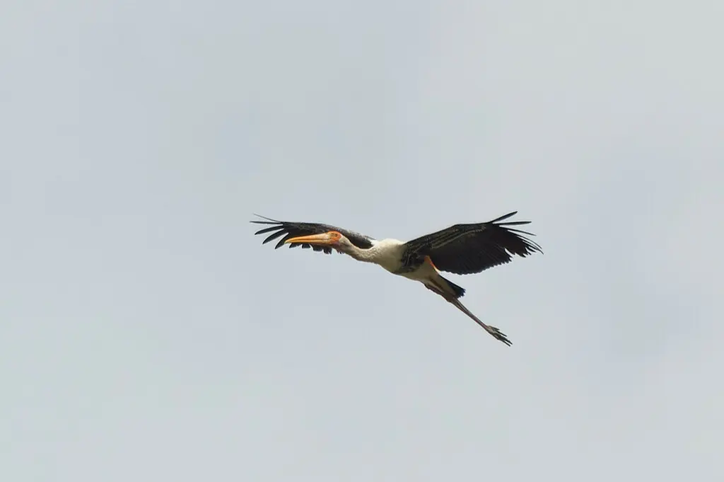 彩鹳(Mycteria leucocephala)
