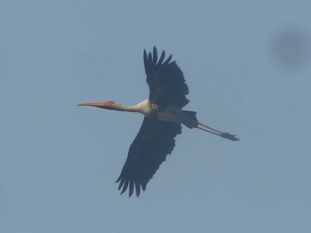 彩鹳(Mycteria leucocephala)