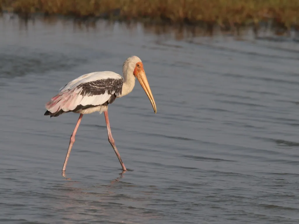彩鹳(Mycteria leucocephala)