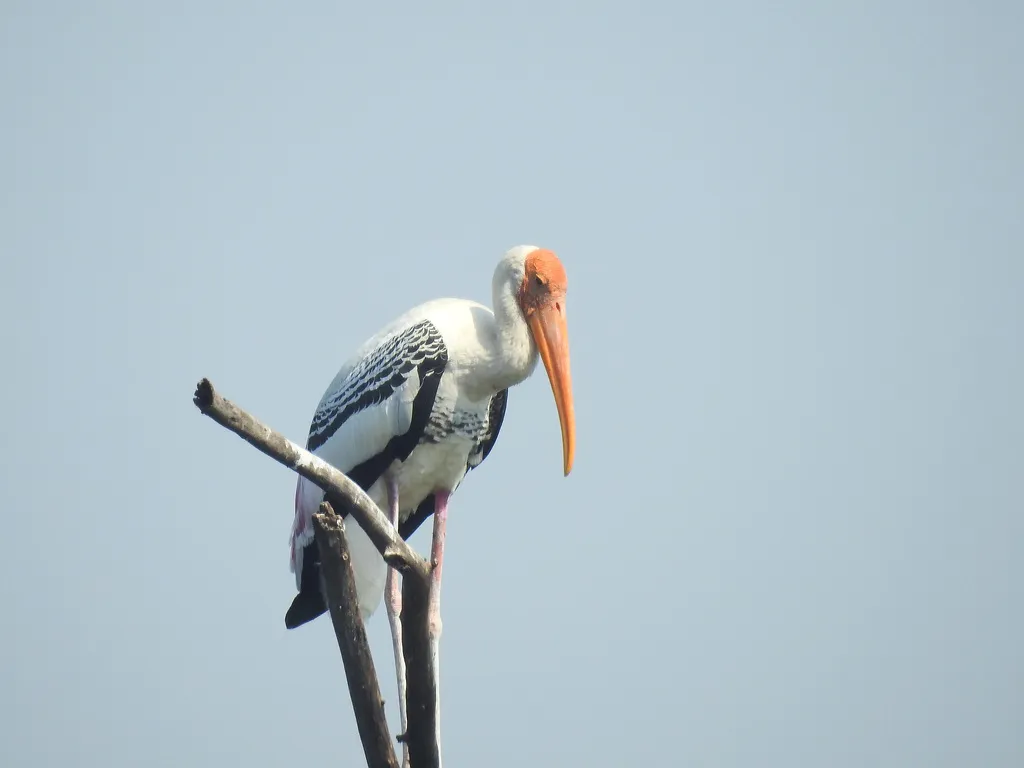 彩鹳(Mycteria leucocephala)