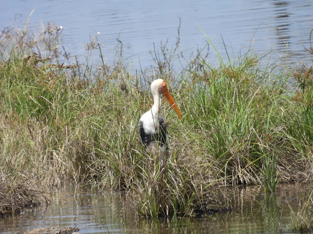 彩鹳(Mycteria leucocephala)