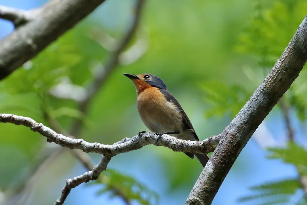 帕劳阔嘴鹟(Myiagra erythrops)