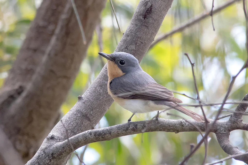 铅灰阔嘴鹟(Myiagra rubecula)