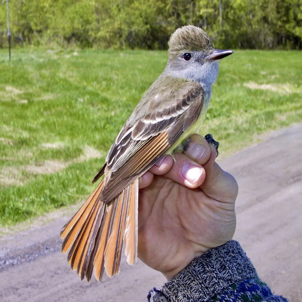 大冠蝇霸鹟(Myiarchus crinitus)