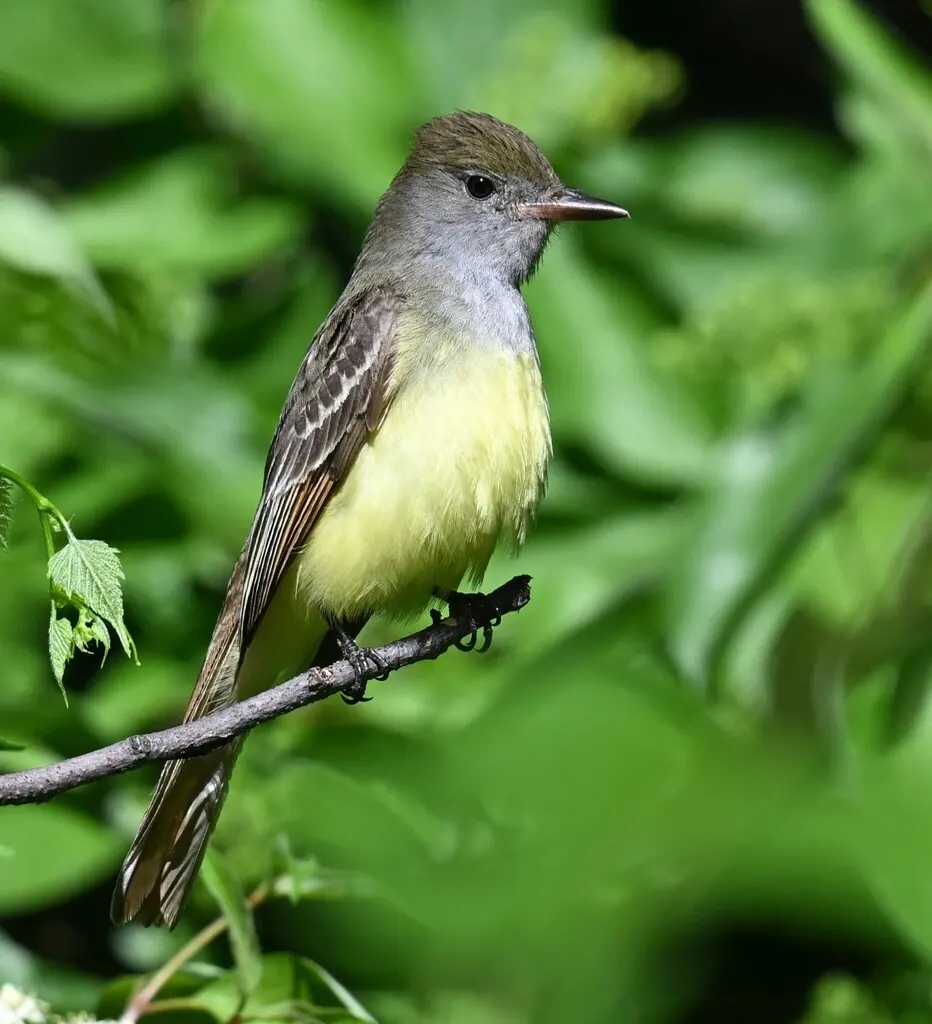 大冠蝇霸鹟(Myiarchus crinitus)