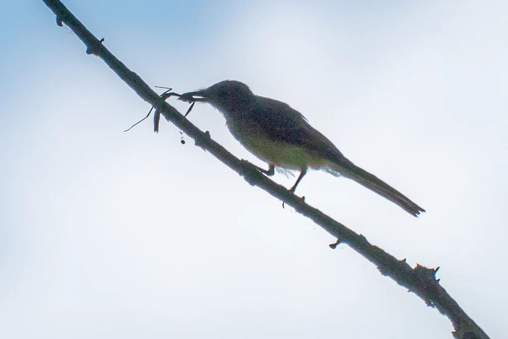 大冠蝇霸鹟(Myiarchus crinitus)