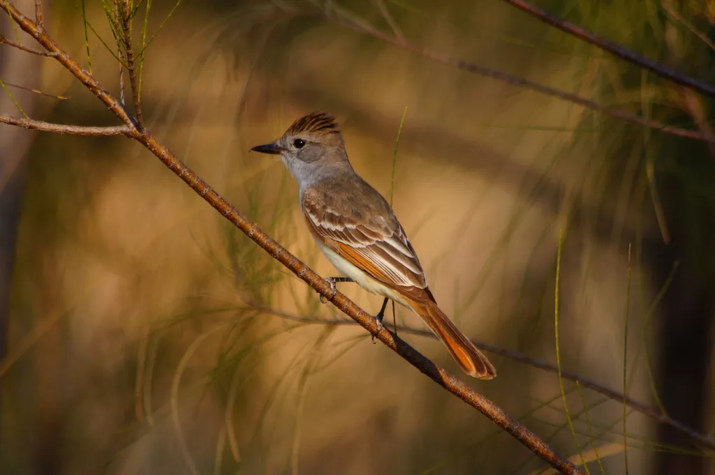 淡喉蝇霸鹟（Myiarchus nuttingi）