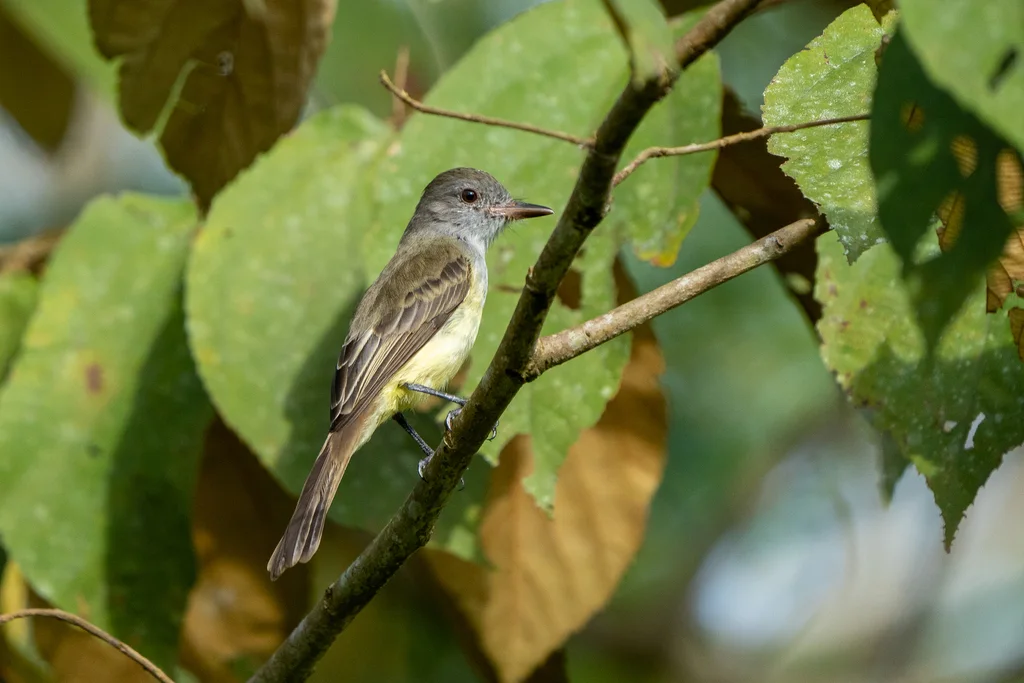巴拿马蝇霸鹟(Myiarchus panamensis)