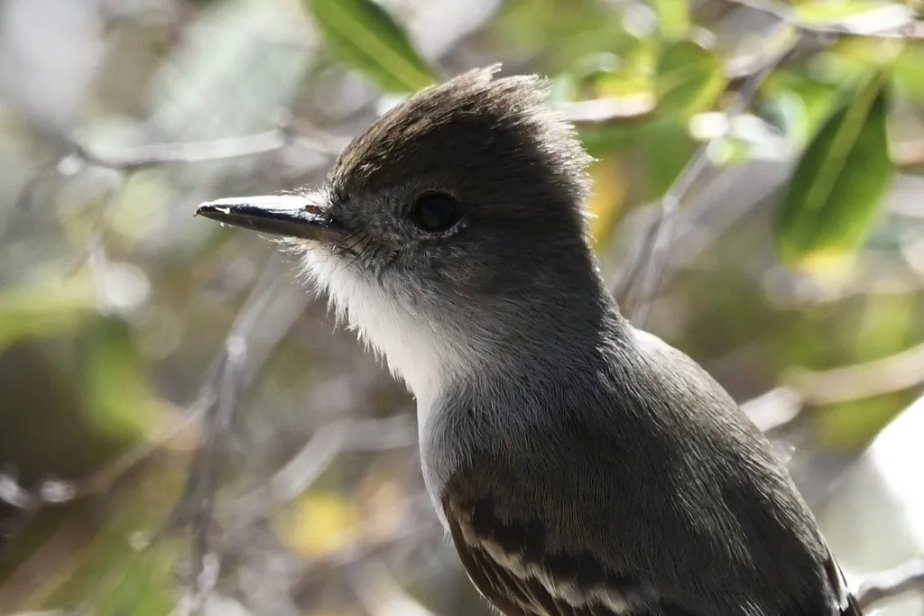 拉氏蝇霸鹟(Myiarchus sagrae)