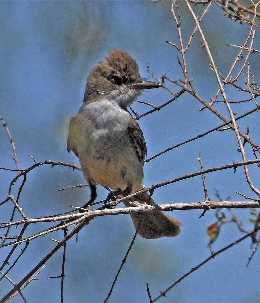 斯氏蝇霸鹟(Myiarchus swainsoni)