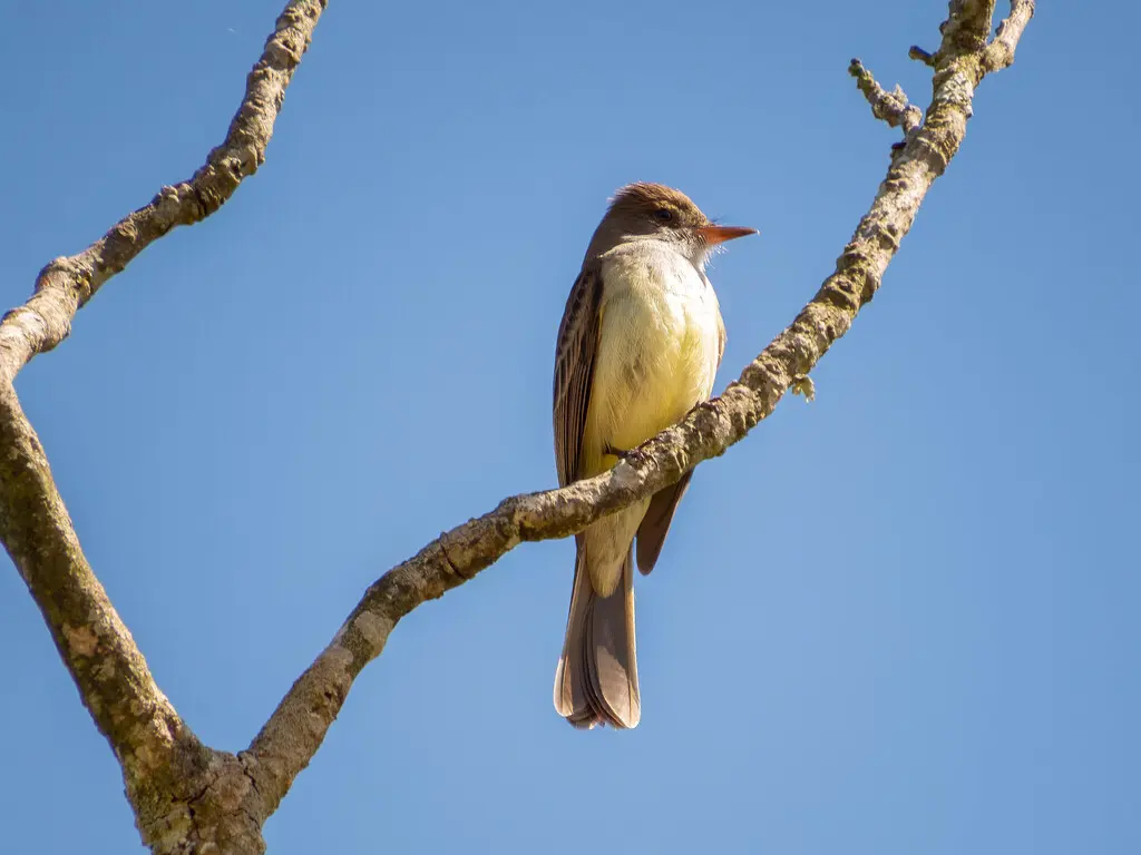 斯氏蝇霸鹟(Myiarchus swainsoni)