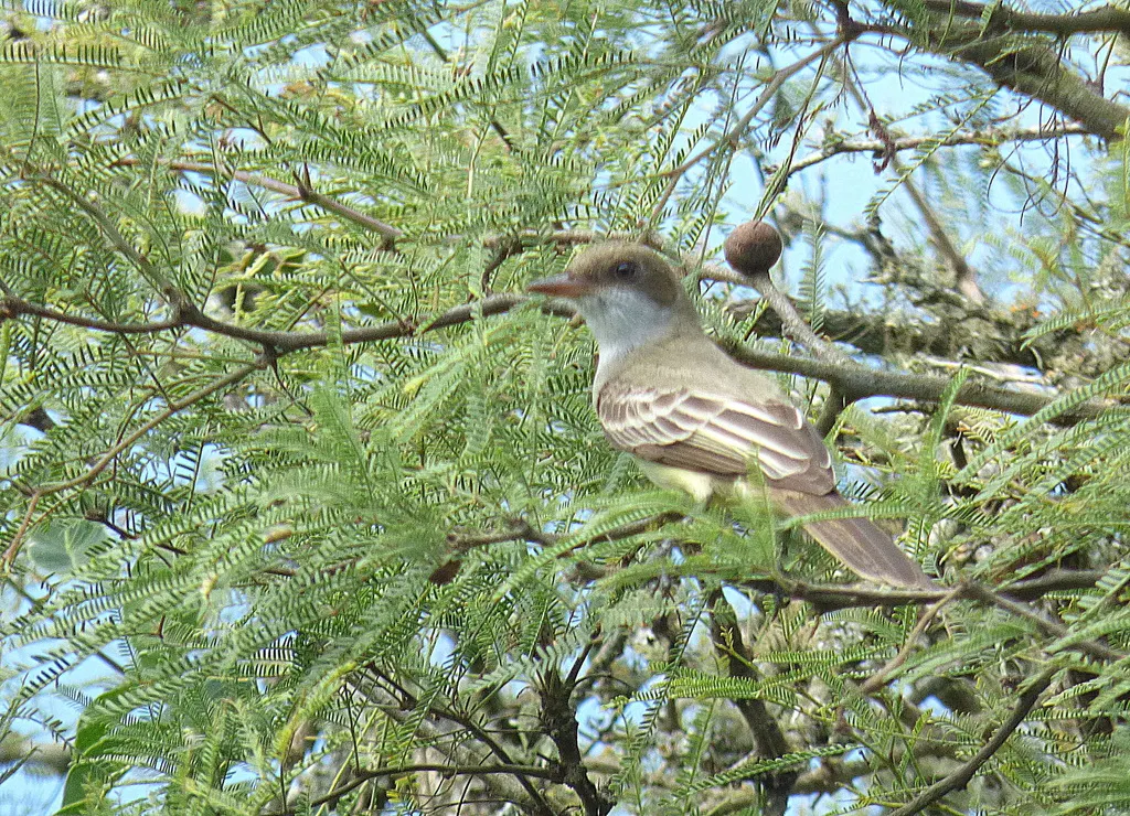 斯氏蝇霸鹟(Myiarchus swainsoni)