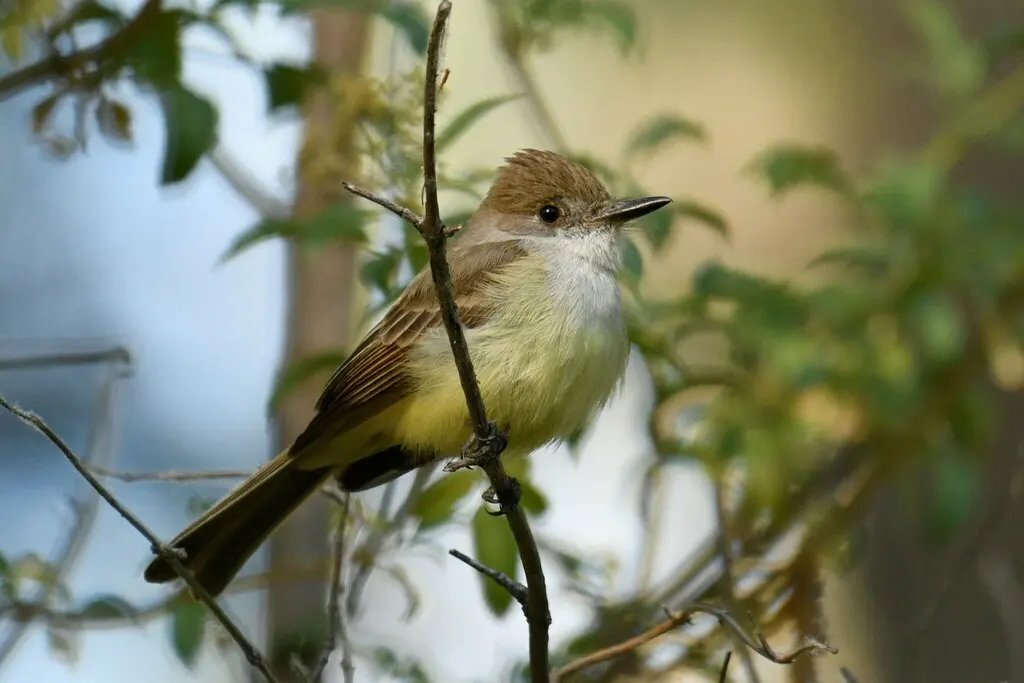 暗顶蝇霸鹟（Myiarchus tuberculifer）
