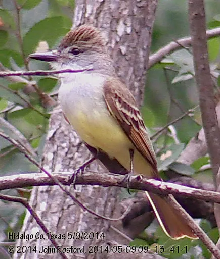 褐冠蝇霸鹟(Myiarchus tyrannulus)