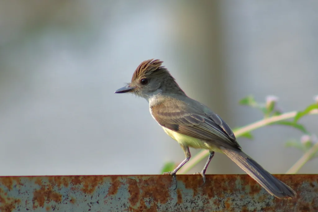 褐冠蝇霸鹟(Myiarchus tyrannulus)