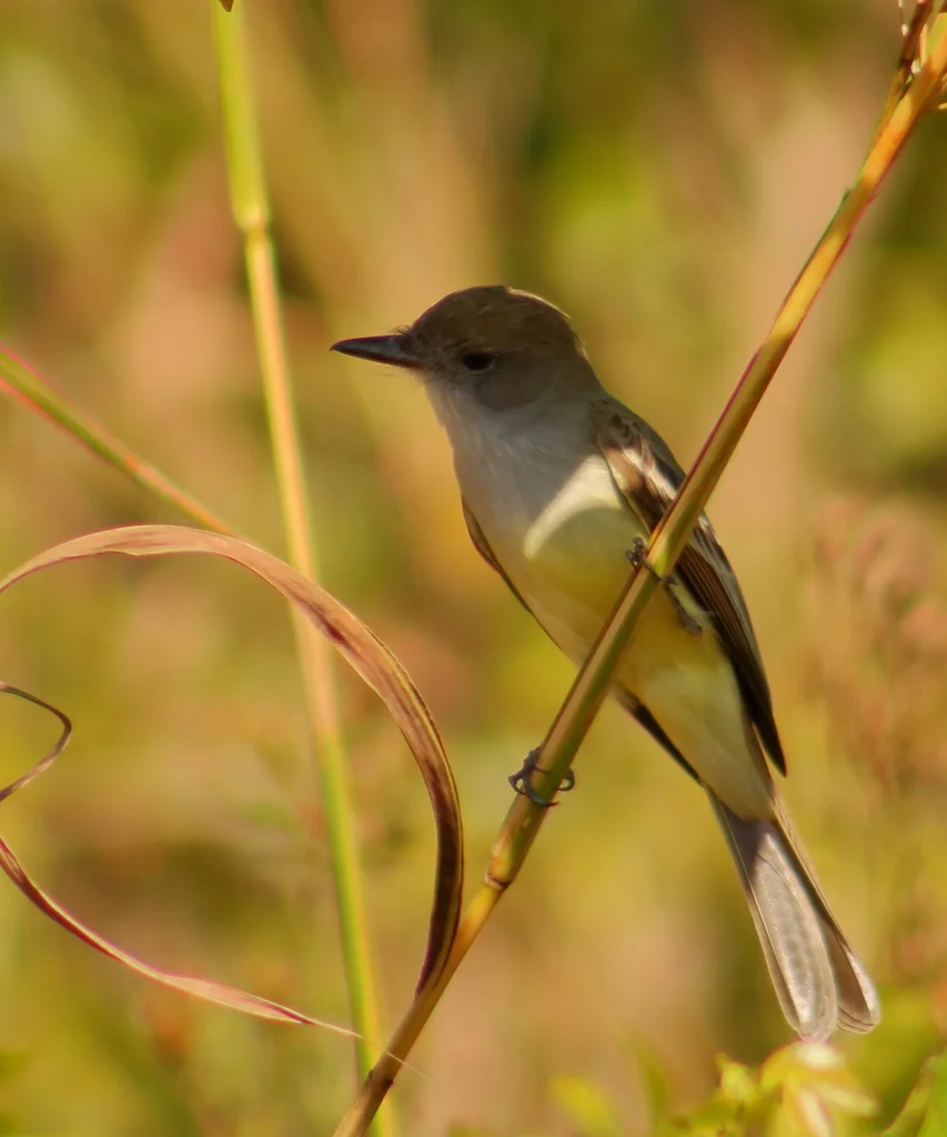 褐冠蝇霸鹟(Myiarchus tyrannulus)