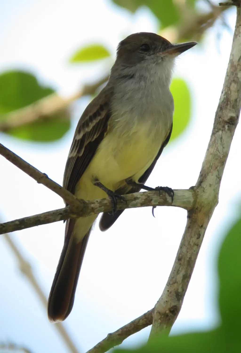 委内瑞拉蝇霸鹟(Myiarchus venezuelensis)