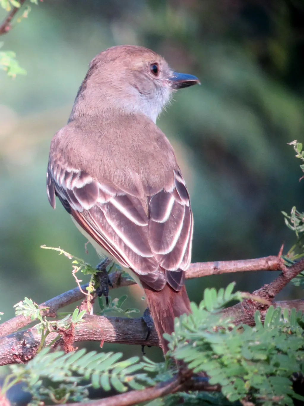 委内瑞拉蝇霸鹟(Myiarchus venezuelensis)